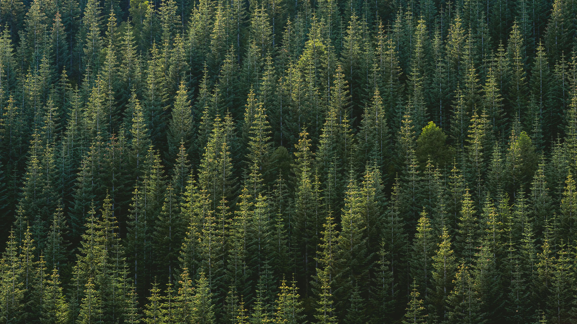 What are the benefits of planting more trees across the world